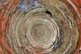 Polished, Cambrian Stromatolite (Conophytum) - Australia #130651-1